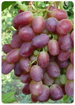 Сорт винограда Шахиня Ирана