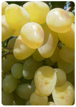Сорт винограда Рамзай