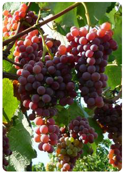 Сорт винограда Эйнсет Сидлис