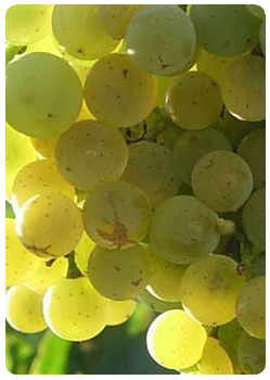 Сорт винограда Ритон