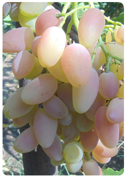 Сорт винограда Юбилей Ново-Черкасска