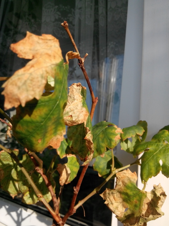 Здесь ярко выражен некроз листьев, после поражения заболеванием.