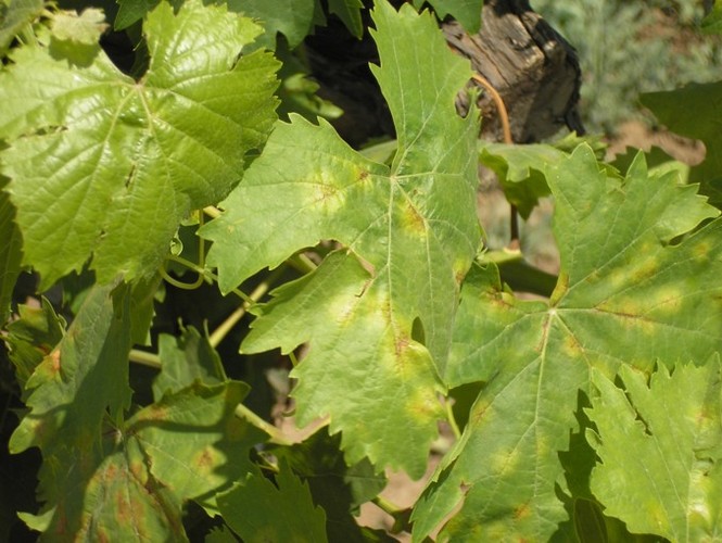 Первые признаки милдью на листьях винограда