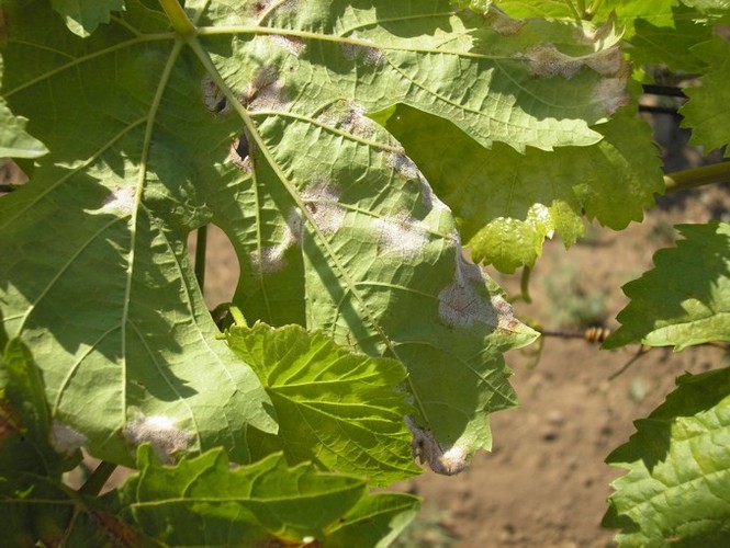 Споры милдью на листьях винограда