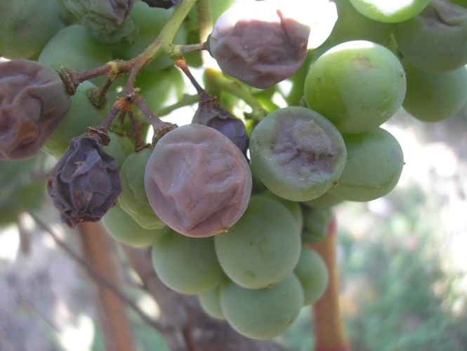 Характерные признаки милдью на ягодах винограда