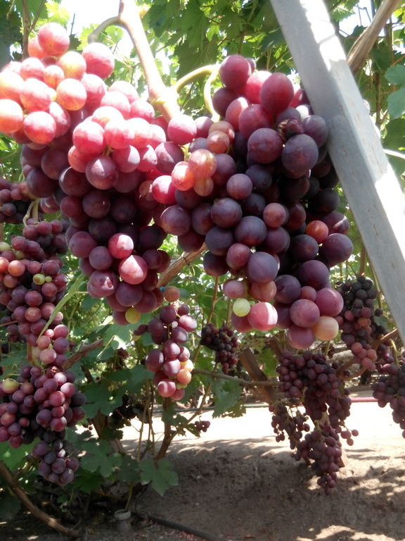 Сорт винограда Изумление. Саженцы