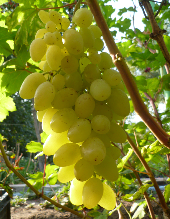 Сорт винограда Долгожданный