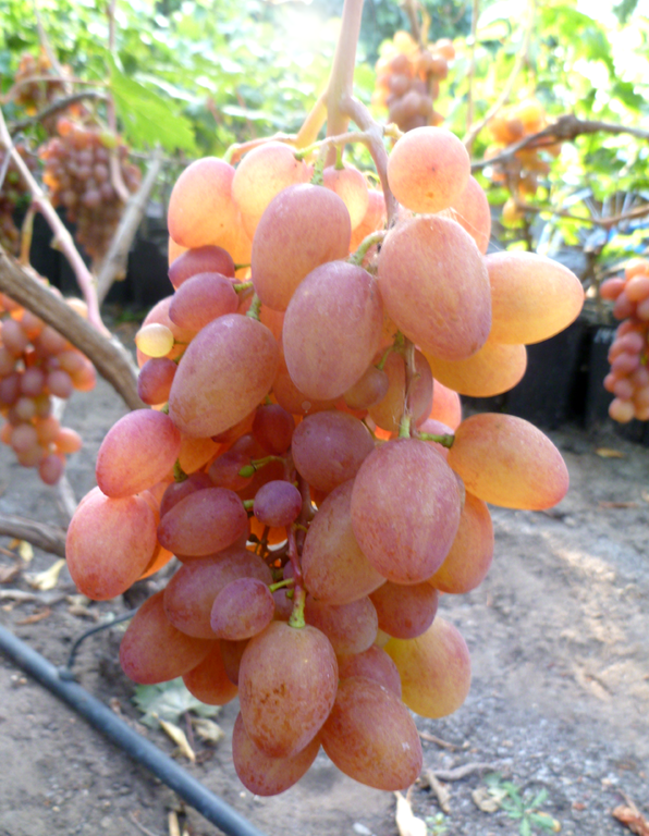 Сорт винограда Румба