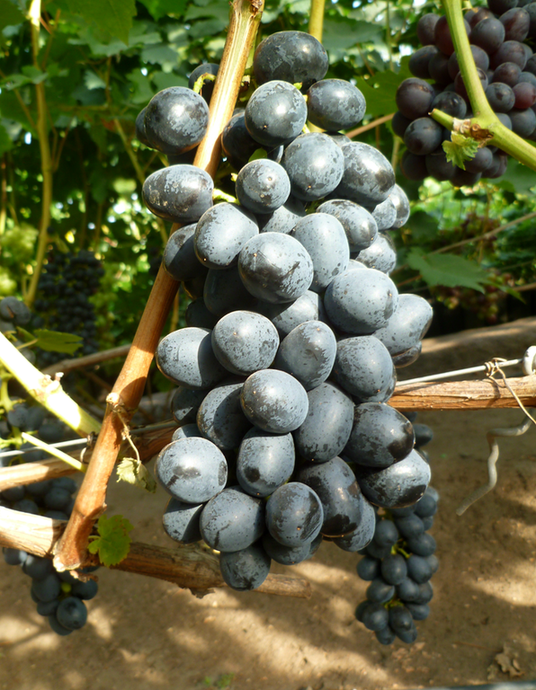 Сорт винограда Черный изумруд